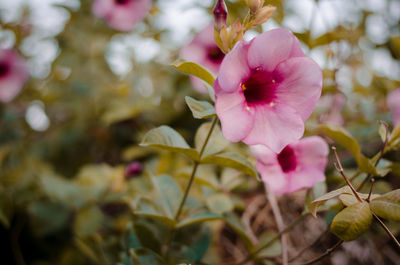 Close-up of pink flowering plant