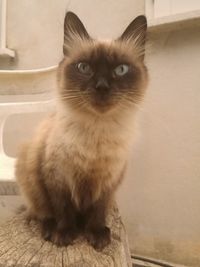 Close-up portrait of cat sitting on floor