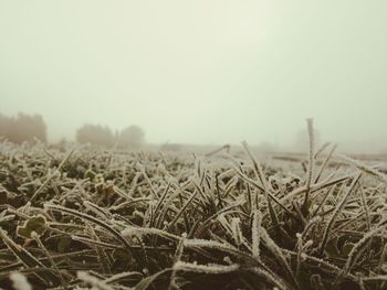 Scenic view of field against clear sky during winter