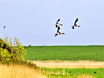 Birds flying in the sky