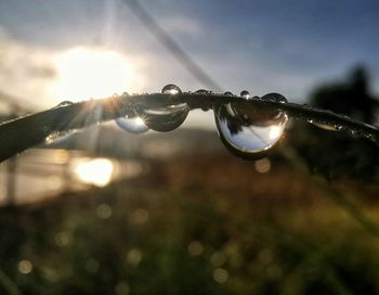 Close-up of raindrops on plant