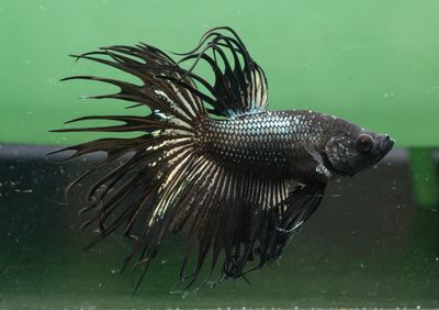 Close-up of fish swimming in sea