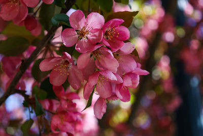 Cherryblossoms in edmonton alberta