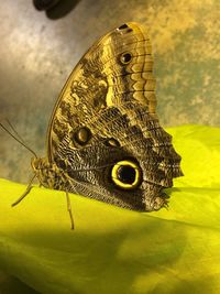 Close-up of insect on wood