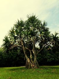 Palm tree in field against sky