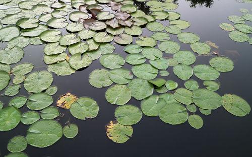 High angle view of leaves floating on lake