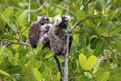 Close-up of monkey