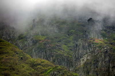 View of trees in foggy weather