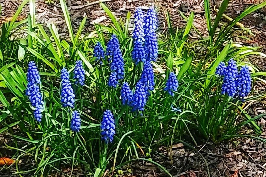 plant, flowering plant, flower, growth, blue, beauty in nature, purple, freshness, vulnerability, fragility, green color, nature, day, field, close-up, no people, grass, land, hyacinth, high angle view, flower head, outdoors, springtime, iris, bunch of flowers