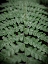 Full frame shot of leaves