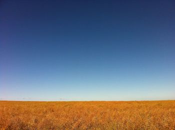 Scenic view of field against clear blue sky