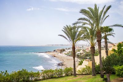 Palm trees on beach against sky