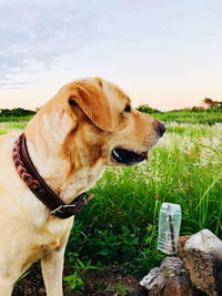 Leo boy watching sunset