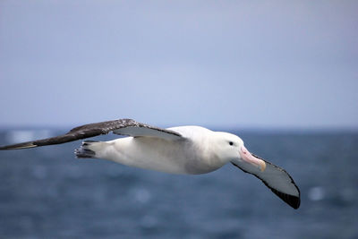 Seagull flying over sea against sky