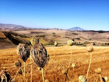 Scenic view of field against clear sky