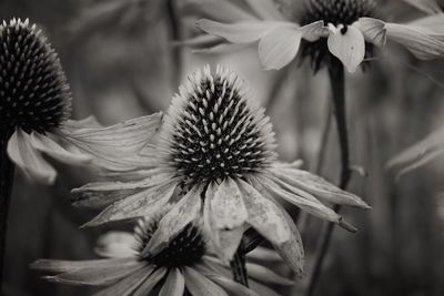 Close-up of coneflowers blooming outdoors