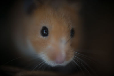 Close-up portrait of cat