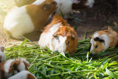 High angle view of rabbits eating grass