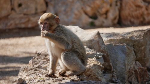 Close-up of monkey sitting on rock