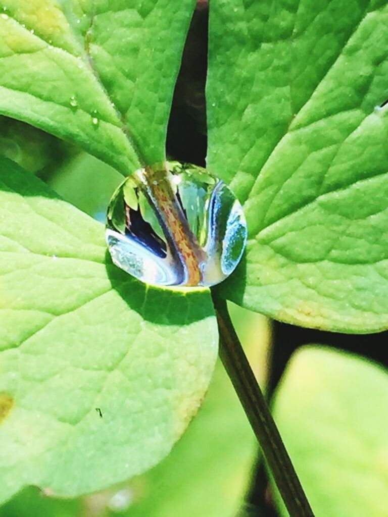 leaf, green color, close-up, plant, nature, growth, beauty in nature, focus on foreground, selective focus, day, outdoors, green, no people, fragility, natural pattern, blue, leaves, tranquility