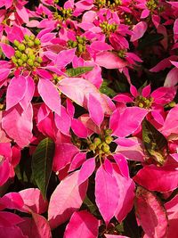 High angle view of pink flowering plant