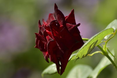 Close-up of red rose flower