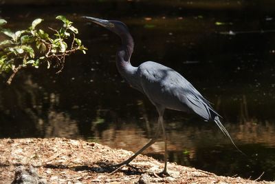 View of a bird at lakeshore