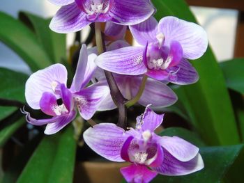 Close-up of purple orchids