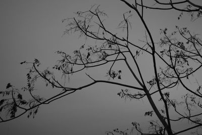 Low angle view of silhouette birds perching on tree against sky