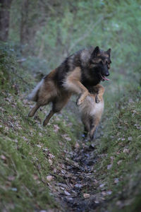 Dog lying on land