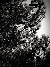 Low angle view of silhouette trees against sky