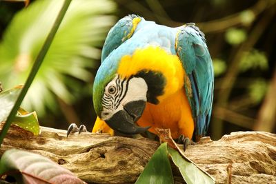 Close-up of bird perching on rock