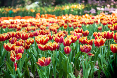Close-up of tulips in field