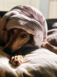 Dog relaxing on bed at home