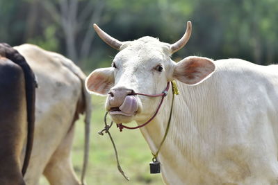 White cows in the meadow