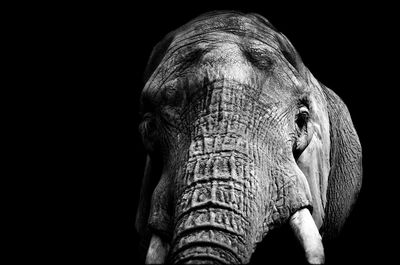 Close-up of elephant against black background