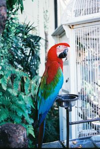 Close-up of macaw perching bird feeder