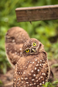 Funny burrowing owl athene cunicularia tilts its head outside its burrow on marco island, florida