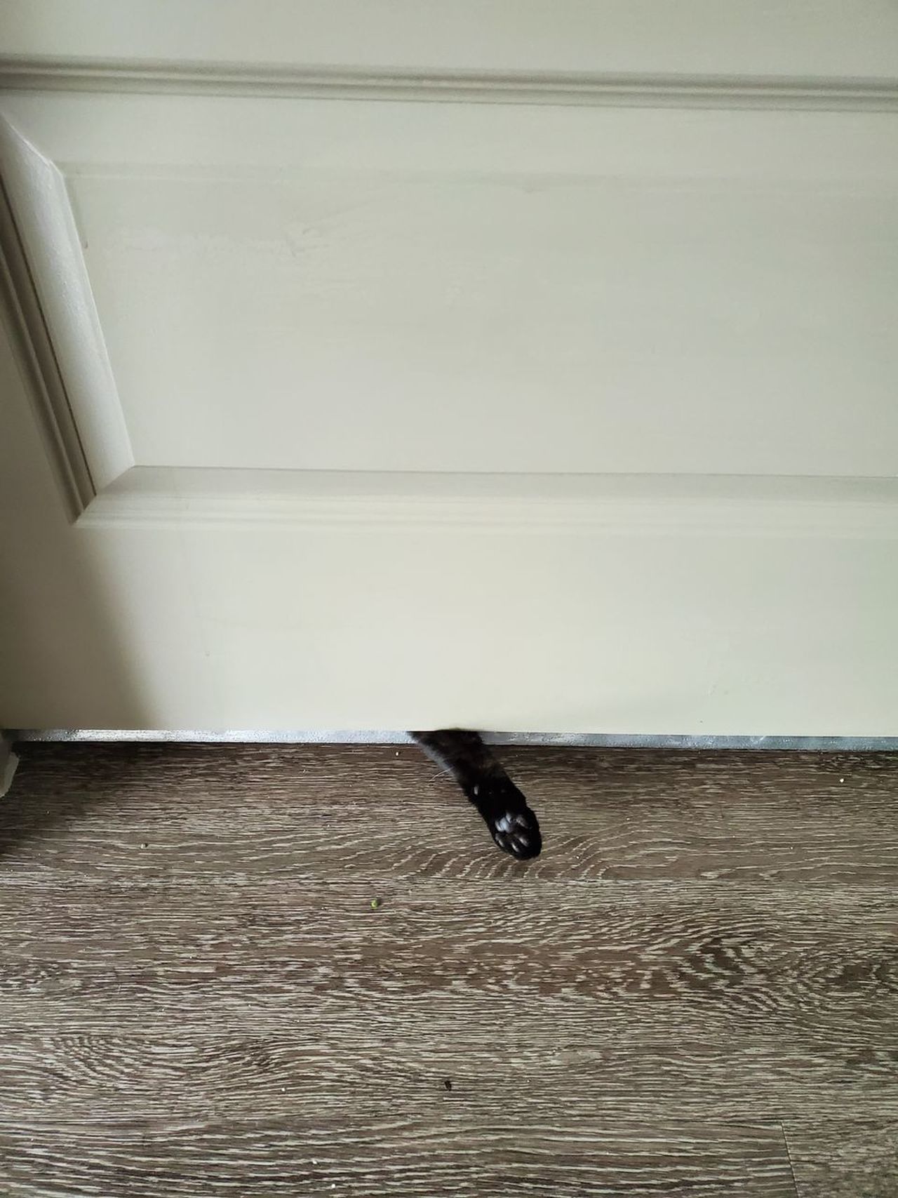 Black cat paws