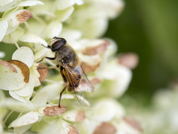 Close-up of bee pollinating on flower