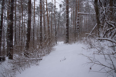 Bare trees on snow covered land