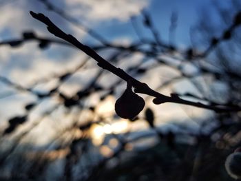 Close-up of twig on branch against sky