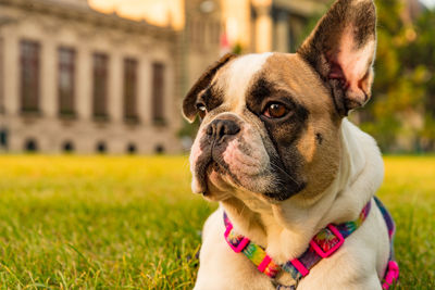 Close-up portrait of french bull dog looking away