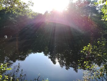 Sun shining through trees in forest