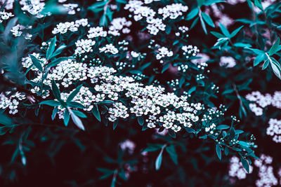 Close-up of flowering plant leaves