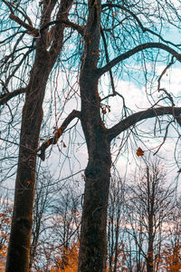 Low angle view of bird perching on tree against sky