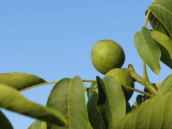 Close up of walnut tree branch with unripe green walnuts against a clear blue sky