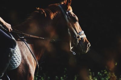 Cropped image of woman riding horse