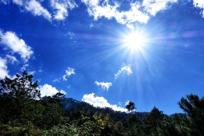 Low angle view of trees against blue sky