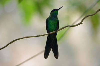 Close-up of bird perching on branch